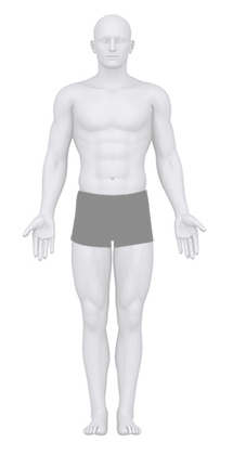 Anatomy male front